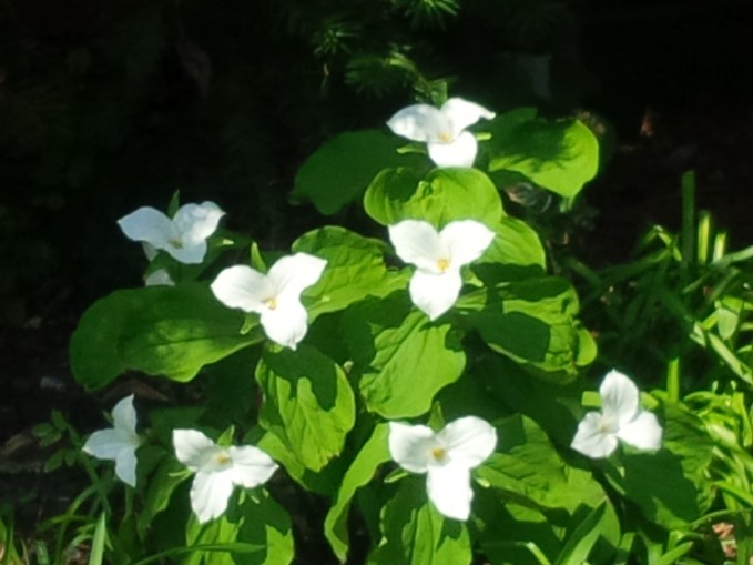 100.1 Trilliums