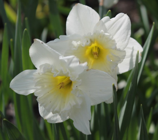 100 daffodil