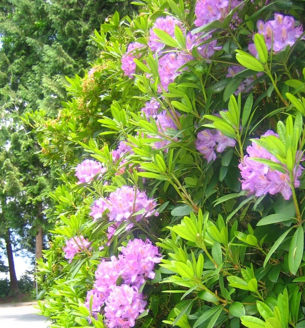 100 Rhododendron